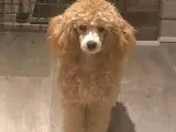 Cavapoo på 51261181.  - 3