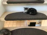 3 hun katte 12 uger gives væk 