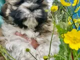 Allergivenlig Shih Tzu hvalpe - 2