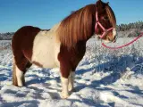 Smuk pony