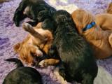 Engelsk Cocker Spaniel  - 4