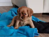 Cavalier King Charles
