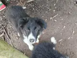 Vidunderlig Border collie hvalp - 5