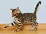 Bengalkillinger