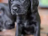 Labrador og Amerikansk Cocker spaniel (Cockerdor) - 3
