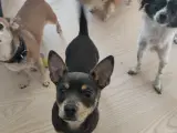 Chihuahua 
