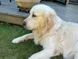 Golden Retriever hvalpe - 4