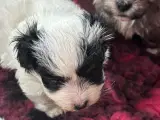 Bichon Havanais  - 5