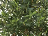 Oliventræ 140 cm - 4