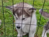 Flytteklare Alaskan Malamute hvalpe - 3