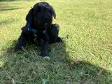 Goldendoodle - 5