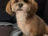Lhasa Apso / Bichon Havanais hvalpe 