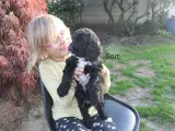 Sproodle/springerdoodle hvalpe - 2