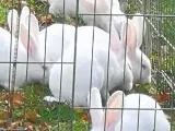Hvid Land kanin unger.