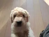Labradoodle hvalpe  - 5