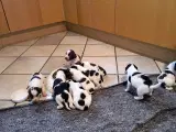 FT Springer spaniel - 3