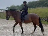 kærlig, ærlig, trafiksikker, dressurafstamning - 4