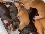 Tjekkisk rottehund - blandings hvalpe  - 4