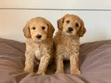 Mini Golden doodle F1B babyer  - 2