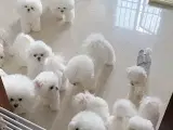 Yndige Bichon frise hvalpe til rådighed