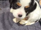 Cavalier king charles hvalpe sælges🩵🩷 - 3