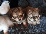 Pomeranian/russian toy mix