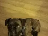 Tæve 3år fransk bulldog 1/4 Jack Rossel 