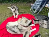ALASKAN MALAMUTE HVALPE