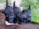 Sorte Labrador hvalpe søger nye hjem - 4