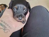 Lækre langhåret dværg gravhunde  - 5
