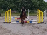 2èr pony Mr. Brown - 4