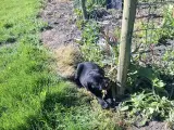 Labrador hvalpe  6 uger  - 4