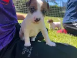 Jack Russell Terrier hvalpe - 3