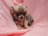 Små langhårede pomchi hvalpe  - 3