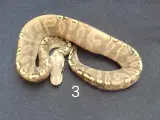 Kongepython morfer 2025 - 3