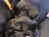 9 Hundehvalpe mellem schnauzere - 2