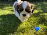 Shih Tzu hundehvalpe søger nyt hjem  - 5