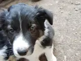 Vidunderlig Border collie hvalp - 4