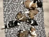 Shih tzu, hvalpe salges 