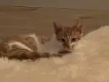 Kattekilling
