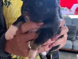 Chihuahua/pekingeser hvalpe sælges - 2