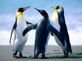 Pingvinmix