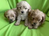 Cocker Poo - 2
