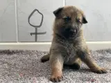 Skønne schæferhundehvalpe - 4