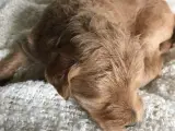 Labradoodle i mellem