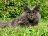 Maine coon han 10 mdr