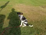 Dansk/svensk gårdhund