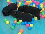 Søger du en rigtig bamse af en hund, så se her. - 3
