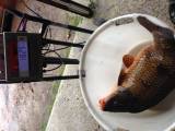 Fisk
