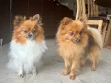 Ægte Pomeranian - 4